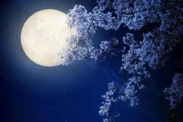 BLUE MOON | Carta da parati blu con luna 